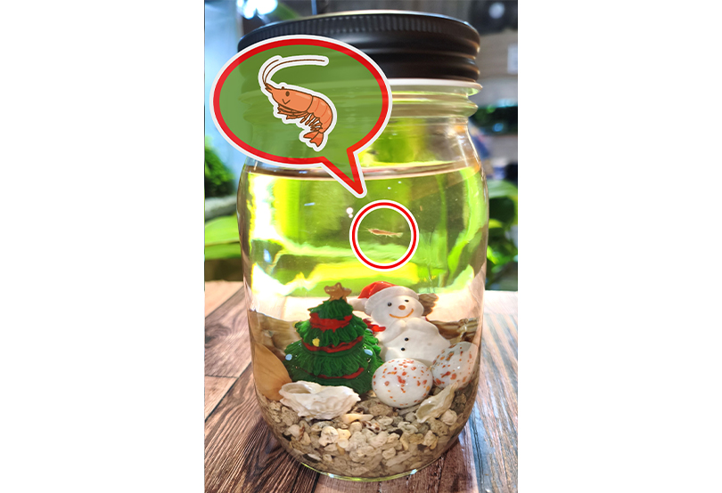 ホロホロシュリンプボトル　クリスマスバージョン